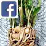 Picture related to ZZ plant propagation overlaid with the Facebook logo.