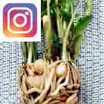 Picture related to ZZ plant propagation overlaid with the Instagram logo.