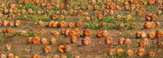 Pumpkin field with lots of pumpkins