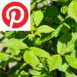Picture related to Raspberry plants overlaid with the Pinterest logo.