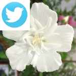 Picture related to Rose of sharon overlaid with the 