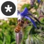 Picture related to Saving bees overlaid with the Diaspora logo.