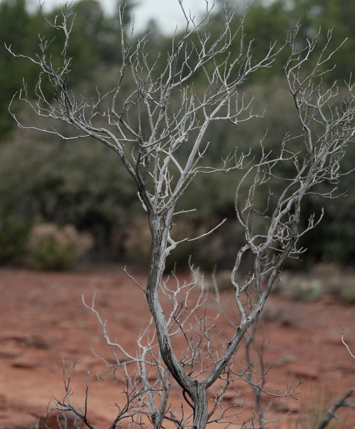 Dead tree