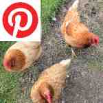 Picture related to Setting up a chicken coop overlaid with the Pinterest logo.