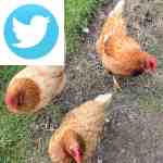 Picture related to Setting up a chicken coop overlaid with the Twitter logo.