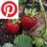 Picture related to Strawberry success stories overlaid with the Pinterest logo.