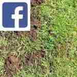 Picture related to Lawn topdressing overlaid with the Facebook logo.