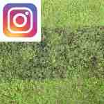 Picture related to Lawn topdressing overlaid with the Instagram logo.