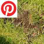 Picture related to Lawn topdressing overlaid with the Pinterest logo.