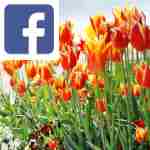 Picture related to Tulip overlaid with the Facebook logo.
