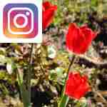 Picture related to Tulip overlaid with the Instagram logo.