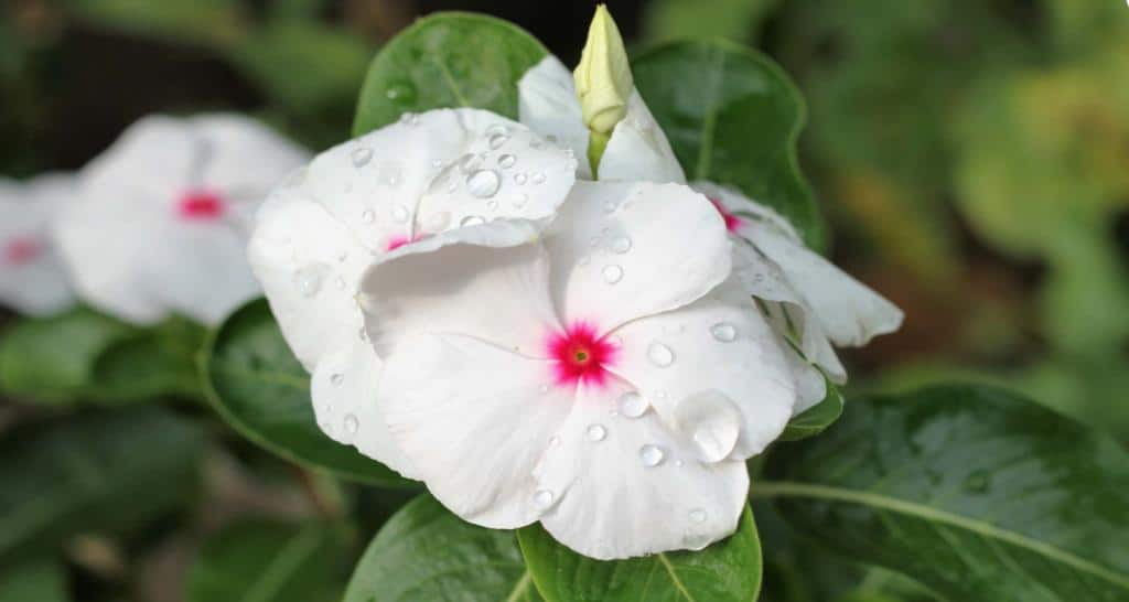 Polka Dot Madagascar Periwinkle variety