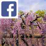 Picture related to Wisteria overlaid with the Facebook logo.