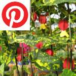 Picture related to Abutilon overlaid with the Pinterest logo.