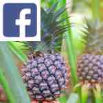 Picture related to Ananas comosus overlaid with the Facebook logo.