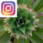 Picture related to Ananas comosus overlaid with the Instagram logo.