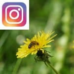 Picture related to Animal attraction overlaid with the Instagram logo.