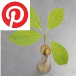 Picture related to Avocado overlaid with the Pinterest logo.