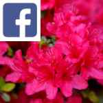 Picture related to Azalea japonica overlaid with the Facebook logo.
