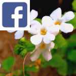 Picture related to Health benefits of bacopa overlaid with the Facebook logo.
