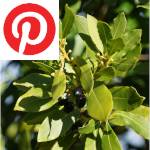 Picture related to Bay laurel overlaid with the Pinterest logo.
