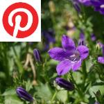 Picture related to Bellflower overlaid with the Pinterest logo.