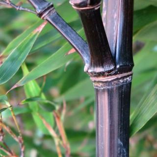 Black bamboo for the garden