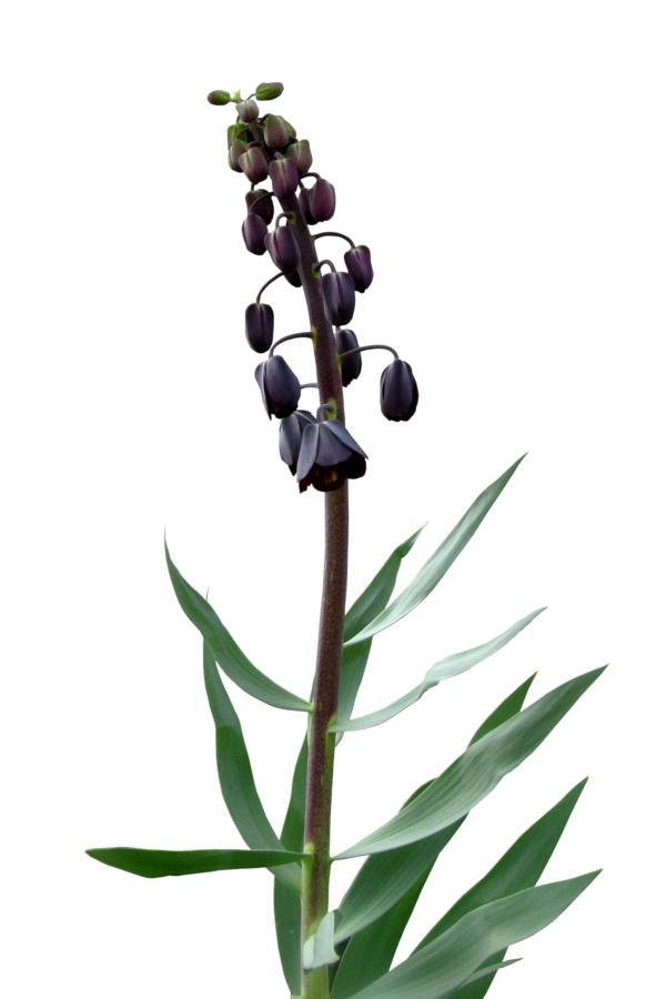 Black flower growing in a garden