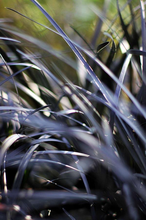 Black grass growing in a garden