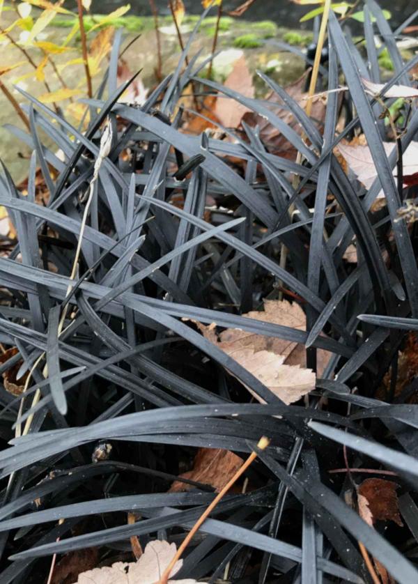 Planting ophiopogon nigrescence