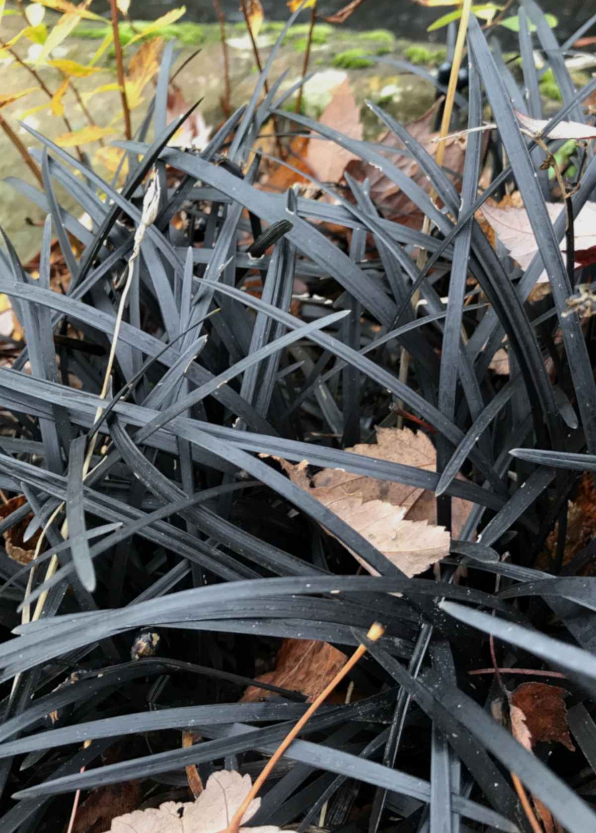 Black strands of grass with a few leaves