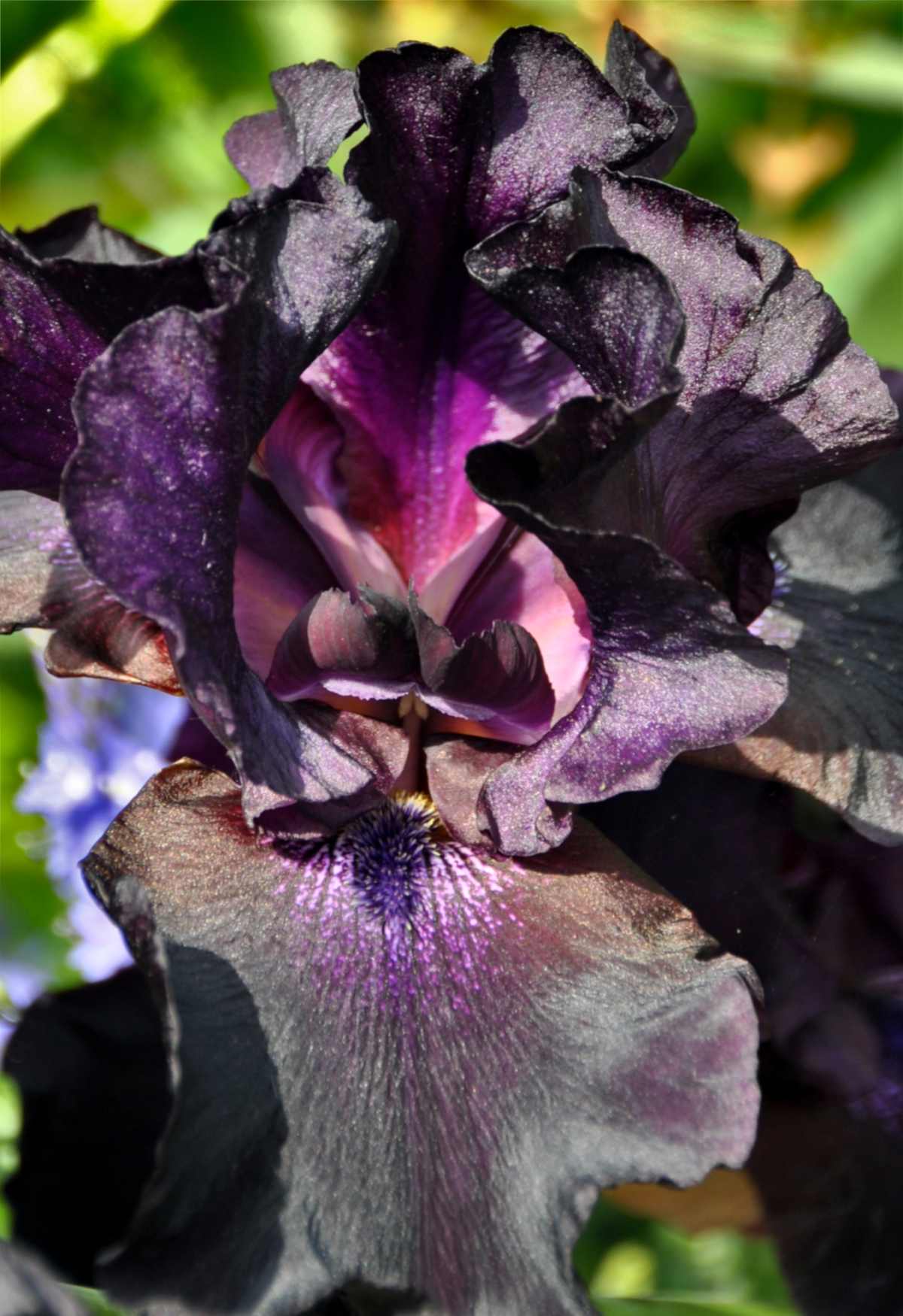 Black plants for the garden
