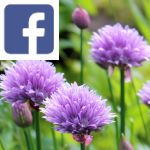 Picture related to Chives overlaid with the Facebook logo.
