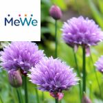 Picture related to Chives overlaid with the MeWe logo.