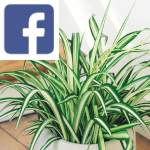 Picture related to Chlorophytum overlaid with the Facebook logo.