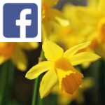 Picture related to Narcissus and Daffodils overlaid with the Facebook logo.