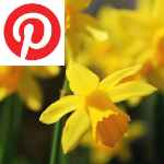 Picture related to Narcissus and Daffodils overlaid with the Pinterest logo.