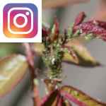 Picture related to Rose tree diseases overlaid with the Instagram logo.