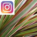 Picture related to D. marginata bicolor overlaid with the Instagram logo.