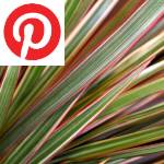 Picture related to D. marginata bicolor overlaid with the Pinterest logo.