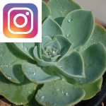 Picture related to Echeveria overlaid with the Instagram logo.