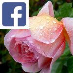 Picture related to English roses overlaid with the Facebook logo.