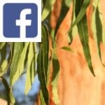 Picture related to Eucalyptus overlaid with the Facebook logo.