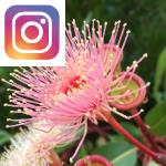 Picture related to Eucalyptus overlaid with the Instagram logo.
