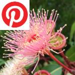 Picture related to Eucalyptus overlaid with the Pinterest logo.