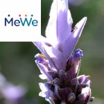 Picture related to French lavender overlaid with the MeWe logo.