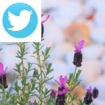 Picture related to French lavender overlaid with the Twitter logo.