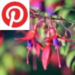 Picture related to Fuchsia overlaid with the 