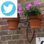 Picture related to Geranium overlaid with the Twitter logo.