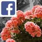 Picture related to Geranium overlaid with the Facebook logo.